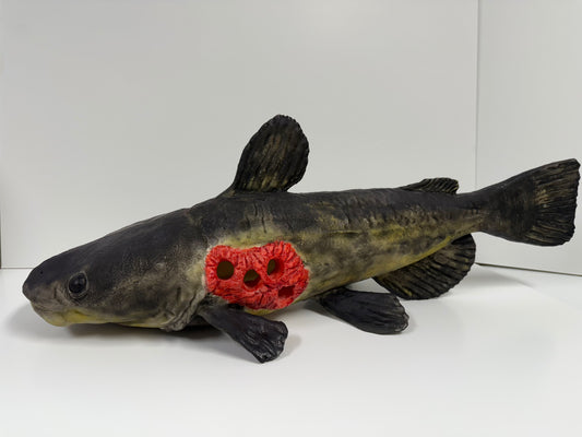 Floating Catfish Carcass Feeder