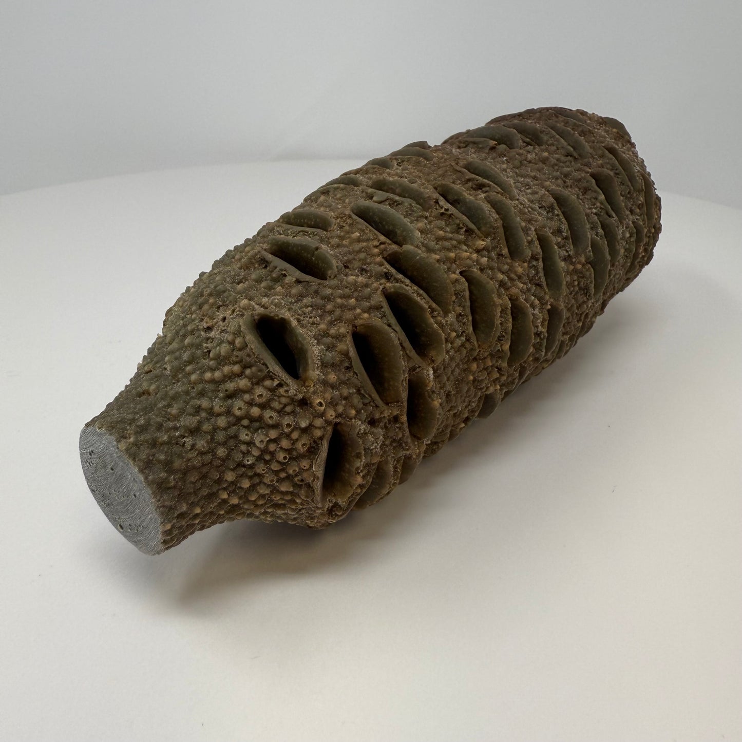 Banksia Pod