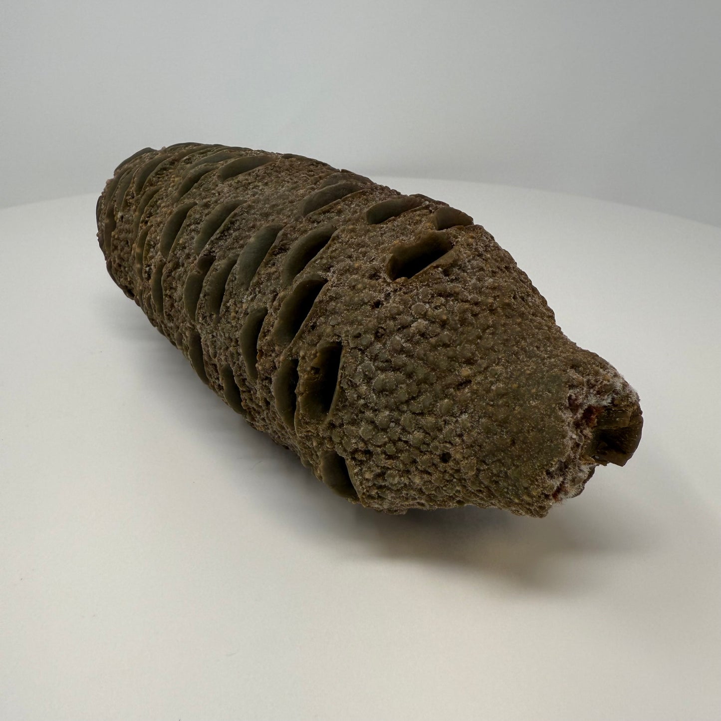 Banksia Pod