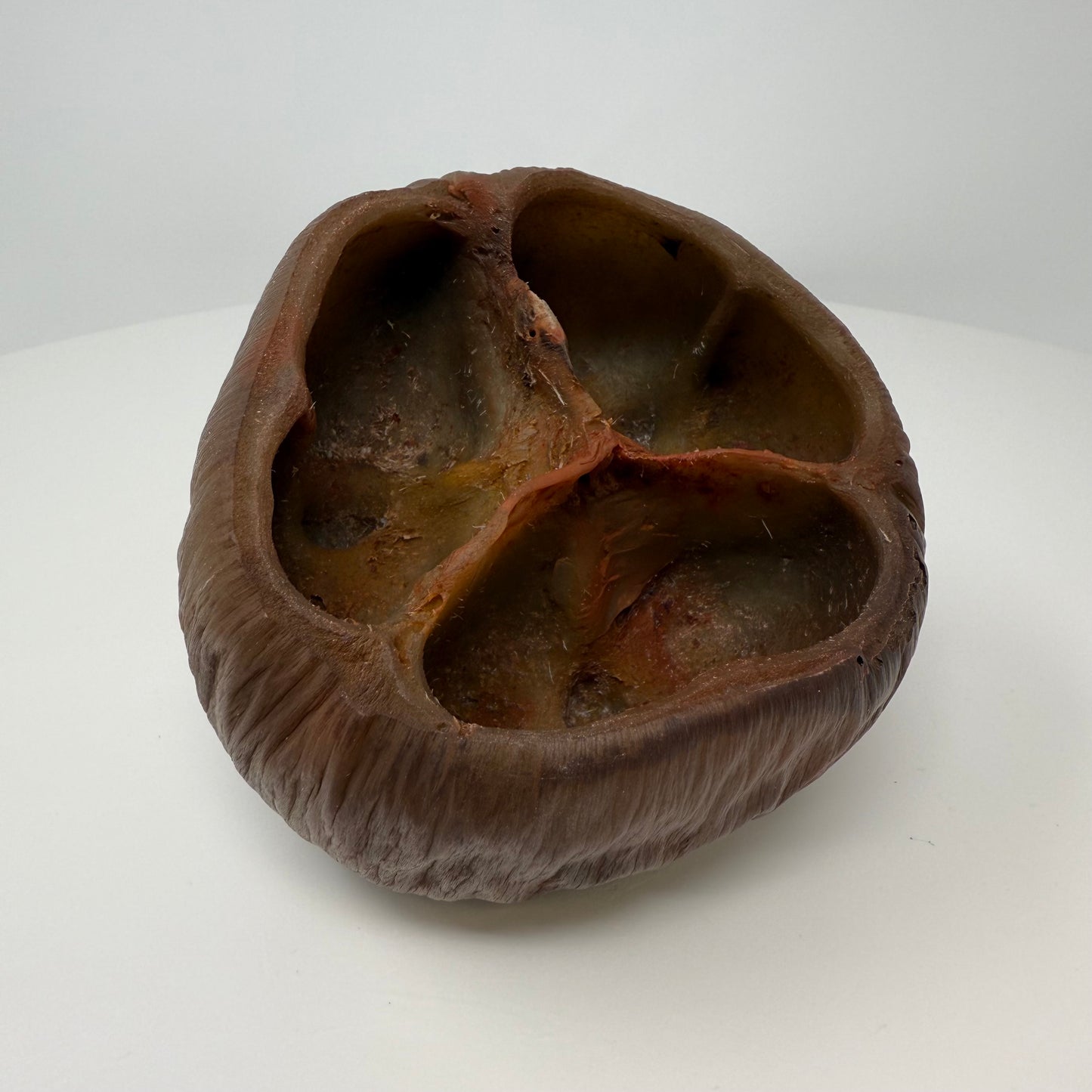 Borassus Pod