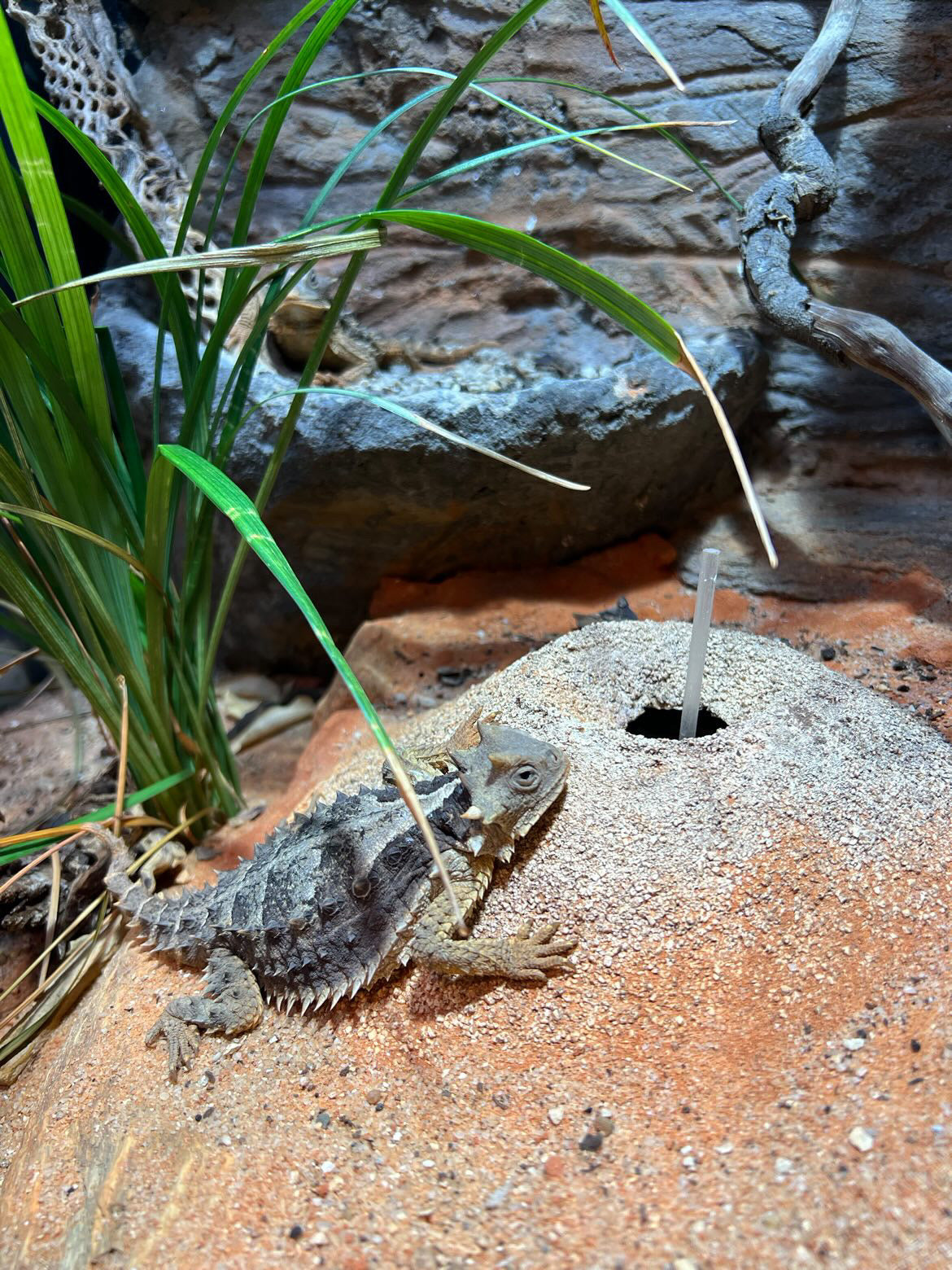 Horned Lizard Feeder (with Themed Cover)