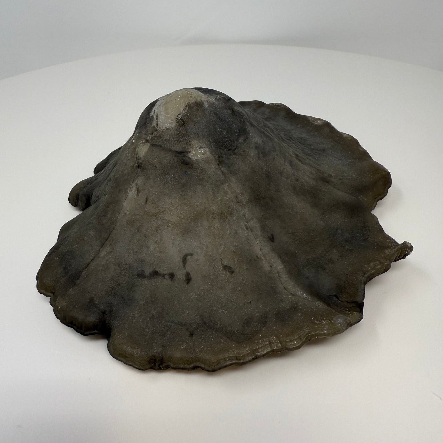 Reishi Mushroom Cap Bowl