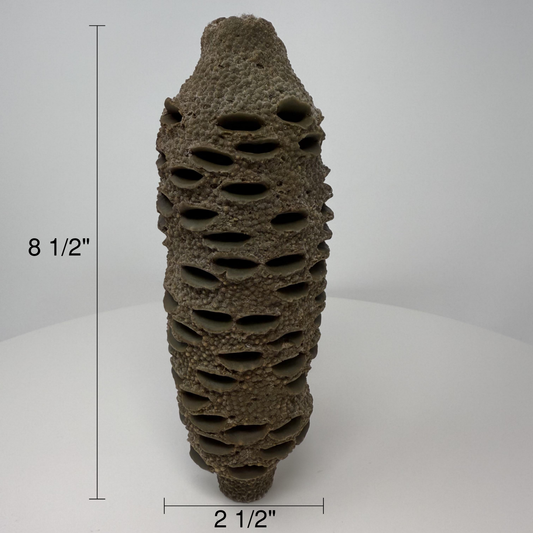 Banksia Pod
