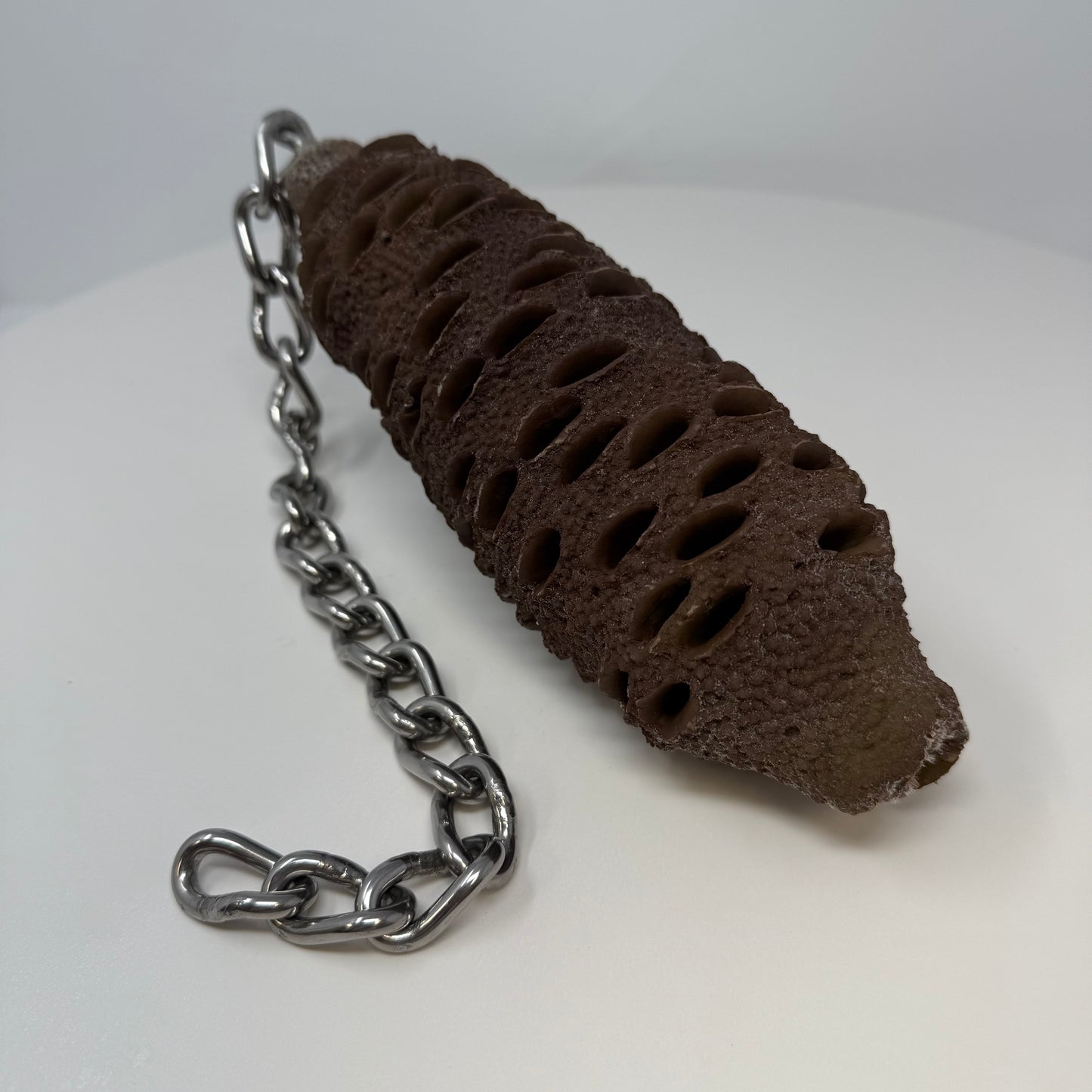 Banksia Pod