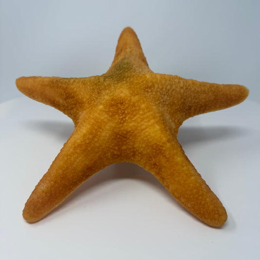 Starfish Tough Toy