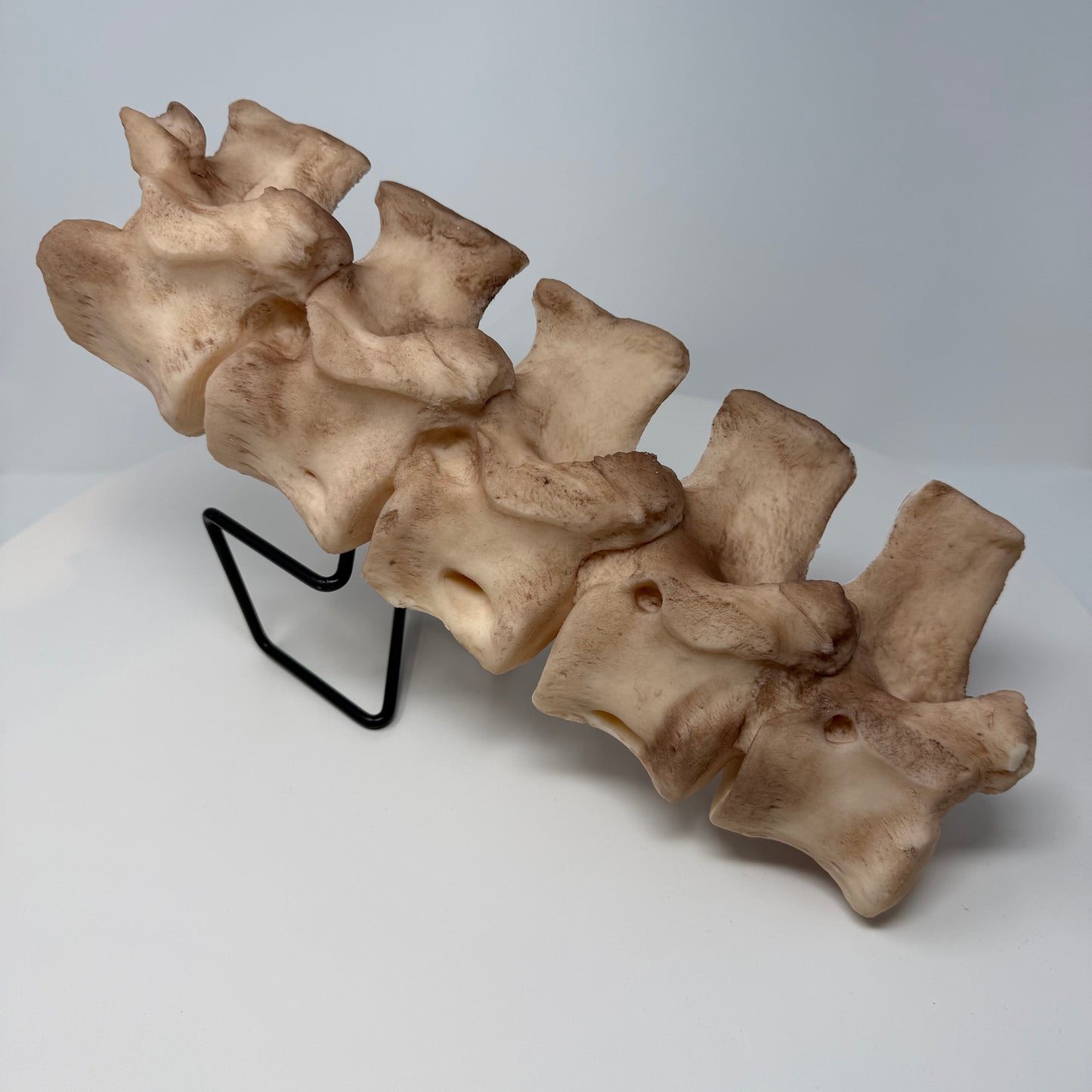 Vertebrae Snacking Stick