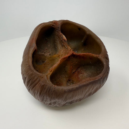 Borassus Pod