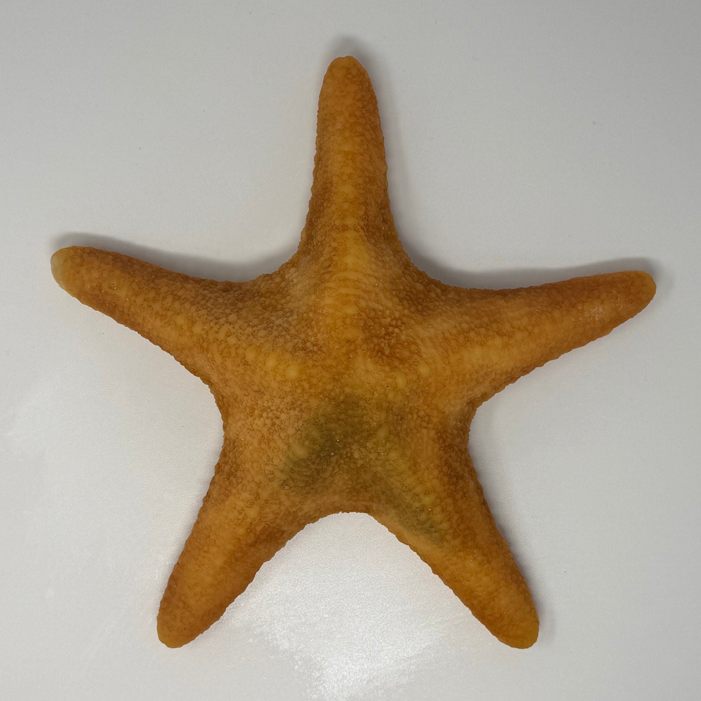 Starfish Tough Toy