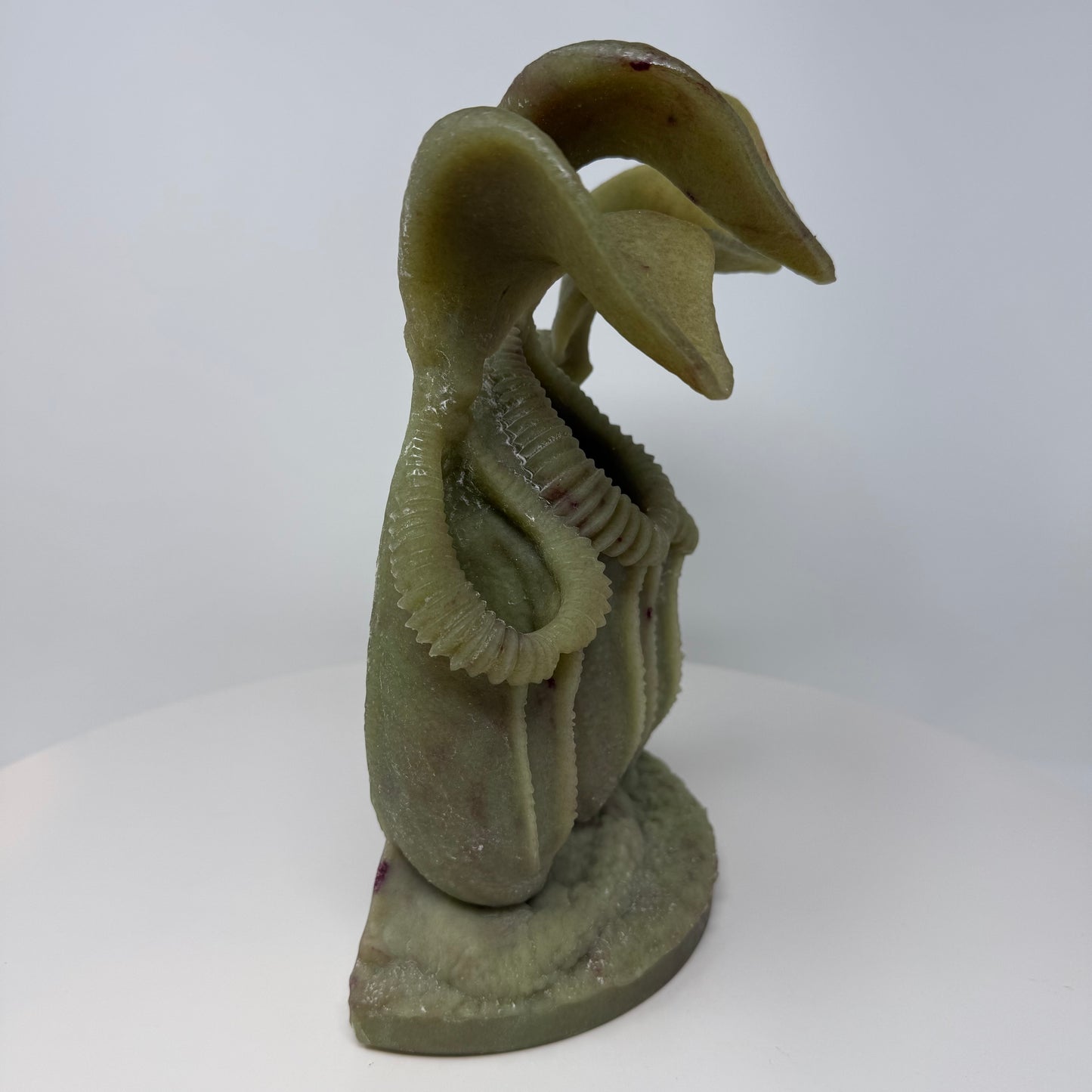 Pitcher Plant - Cluster