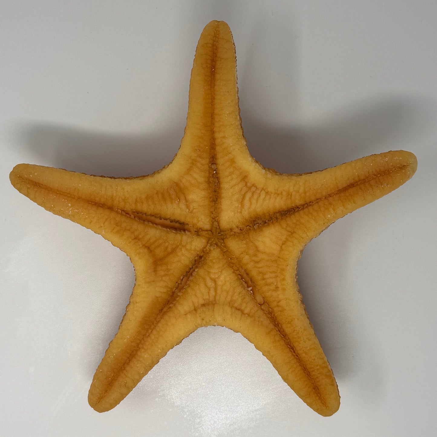 Starfish Tough Toy