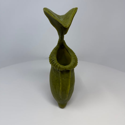 Pitcher Plant - Standard