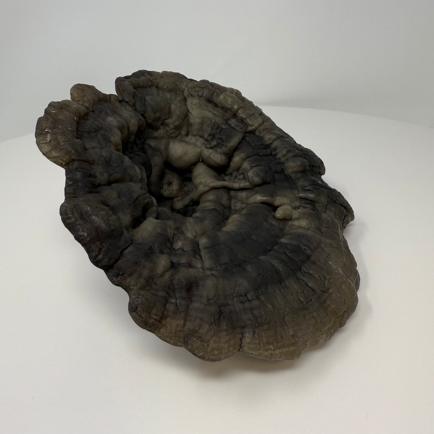 Reishi Mushroom Cap Bowl