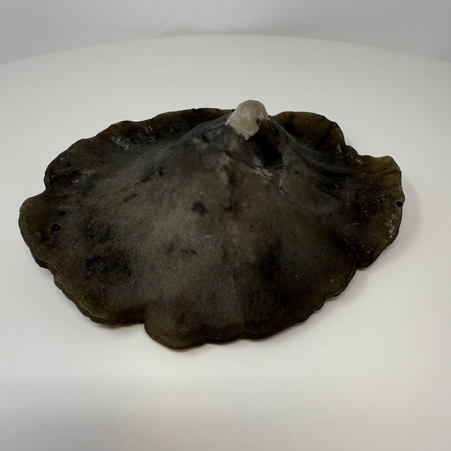 Reishi Mushroom Cap Plate