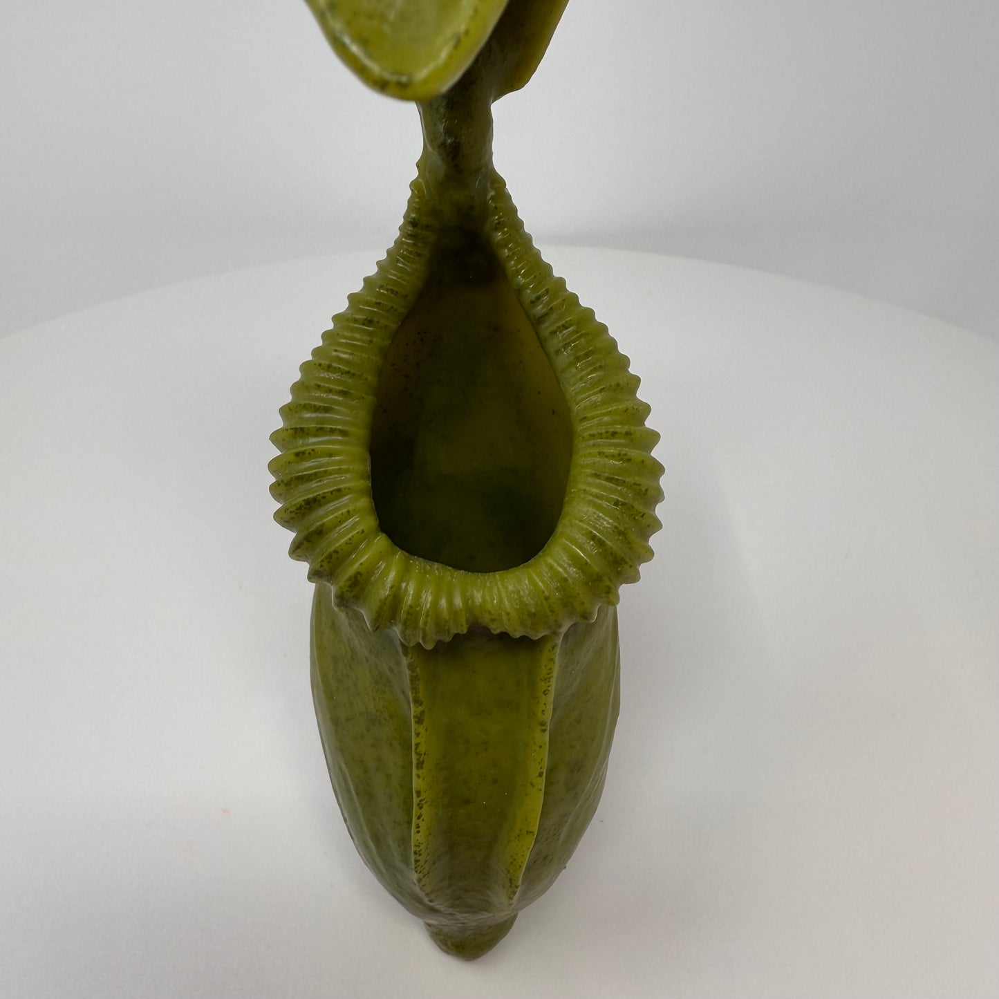 Pitcher Plant - Standard
