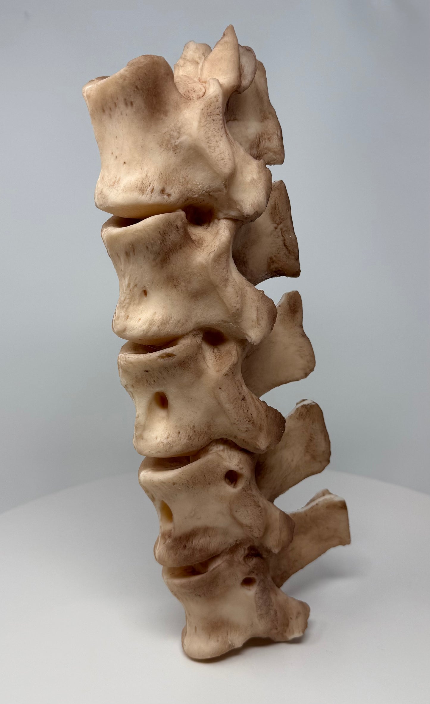 Vertebrae Snacking Stick