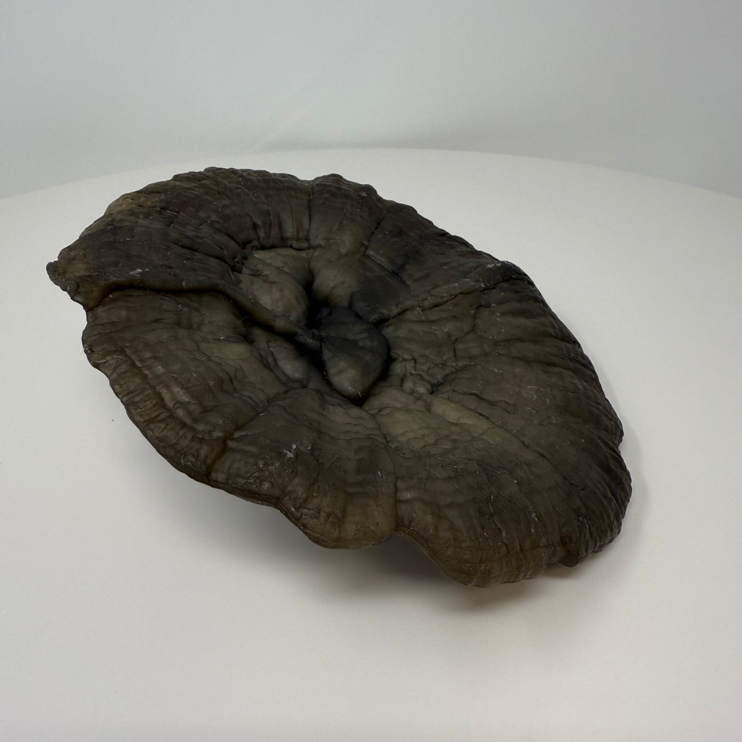 Reishi Mushroom Cap Plate