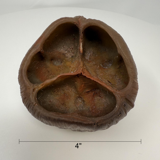 Borassus Pod