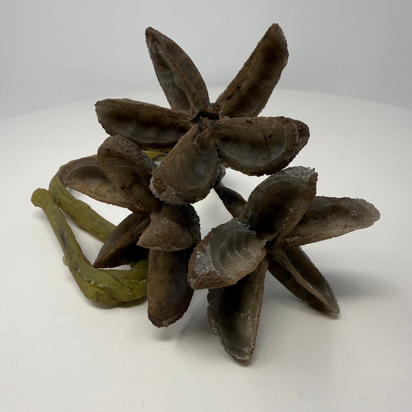 Star Pod Hanging Feeder (Medium)