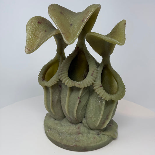 Pitcher Plant - Cluster