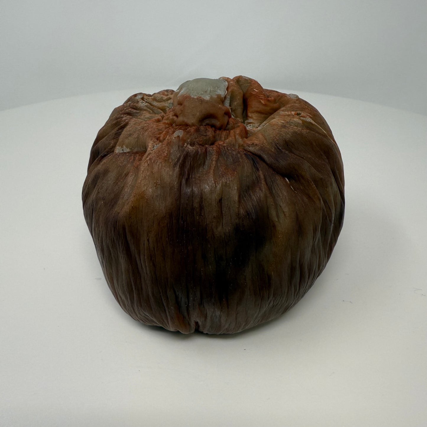 Borassus Pod