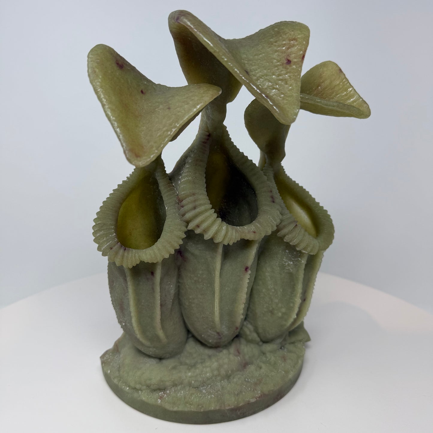 Pitcher Plant - Cluster