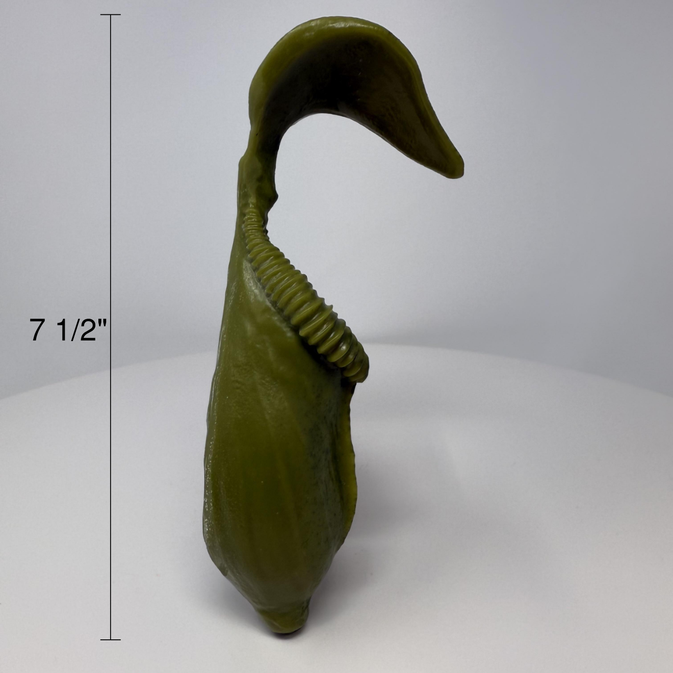 Pitcher Plant - Standard
