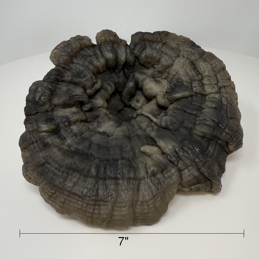 Reishi Mushroom Cap Bowl