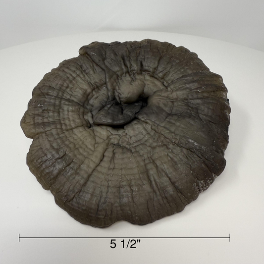 Reishi Mushroom Cap Plate