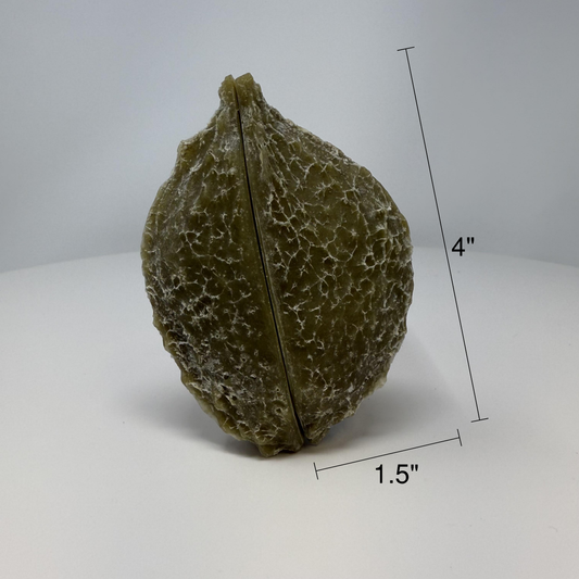 Zeyheria Pod
